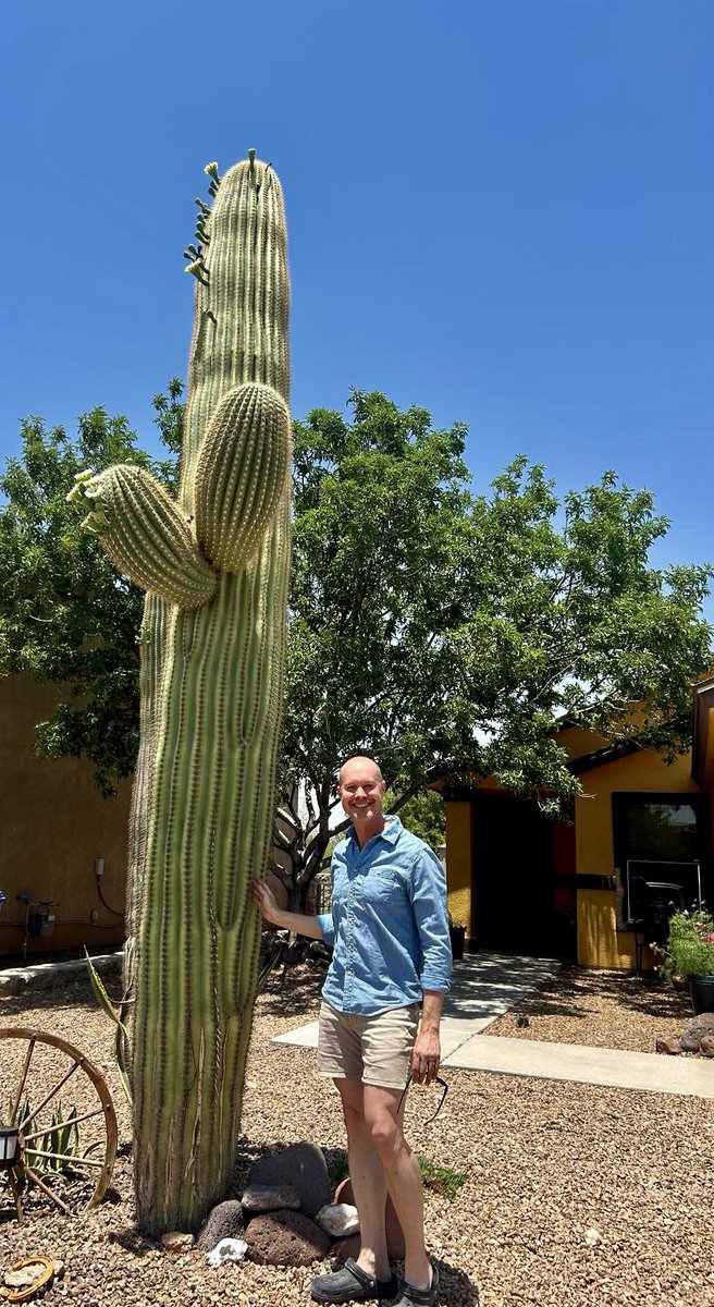 Chipper24's tweet image. This photo of an Argentinian saguaro was posted in a Las Cruces gardening group. They are not indigenous to the Las Cruces area but they do pretty well here. This is one of the tallest ones I have seen here.