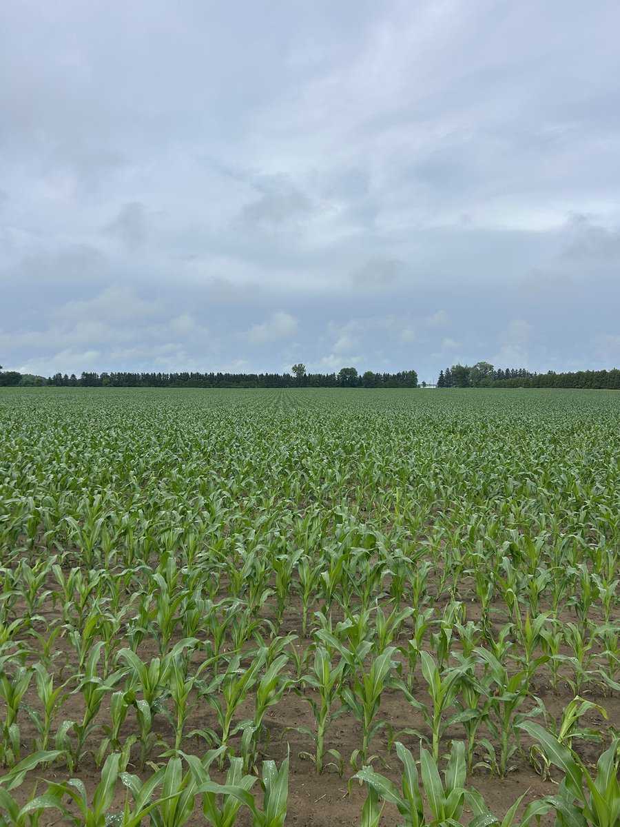 April 20th corn coming along nicely after all the cold days loving this heat