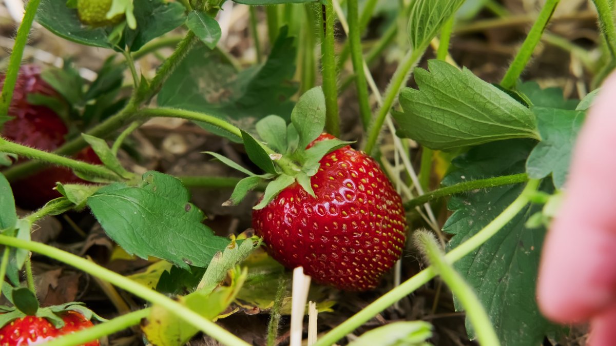 Did you know 1 in every 3 bites of food we eat depends on pollinators? 🐝
No bees = no tomatoes, corn, berries, or many of our fave dishes! 🫐
So here’s to the buzzing heroes keeping our plates (and lives) delicious.🍑
#PollinatorWeek