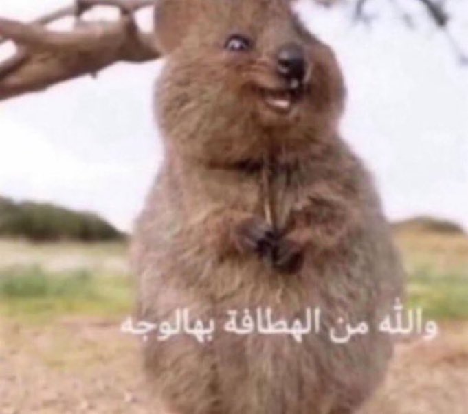 الهلالي اللي يقول جارينا نادي الاموال وهم صارفين اكثر من الريال