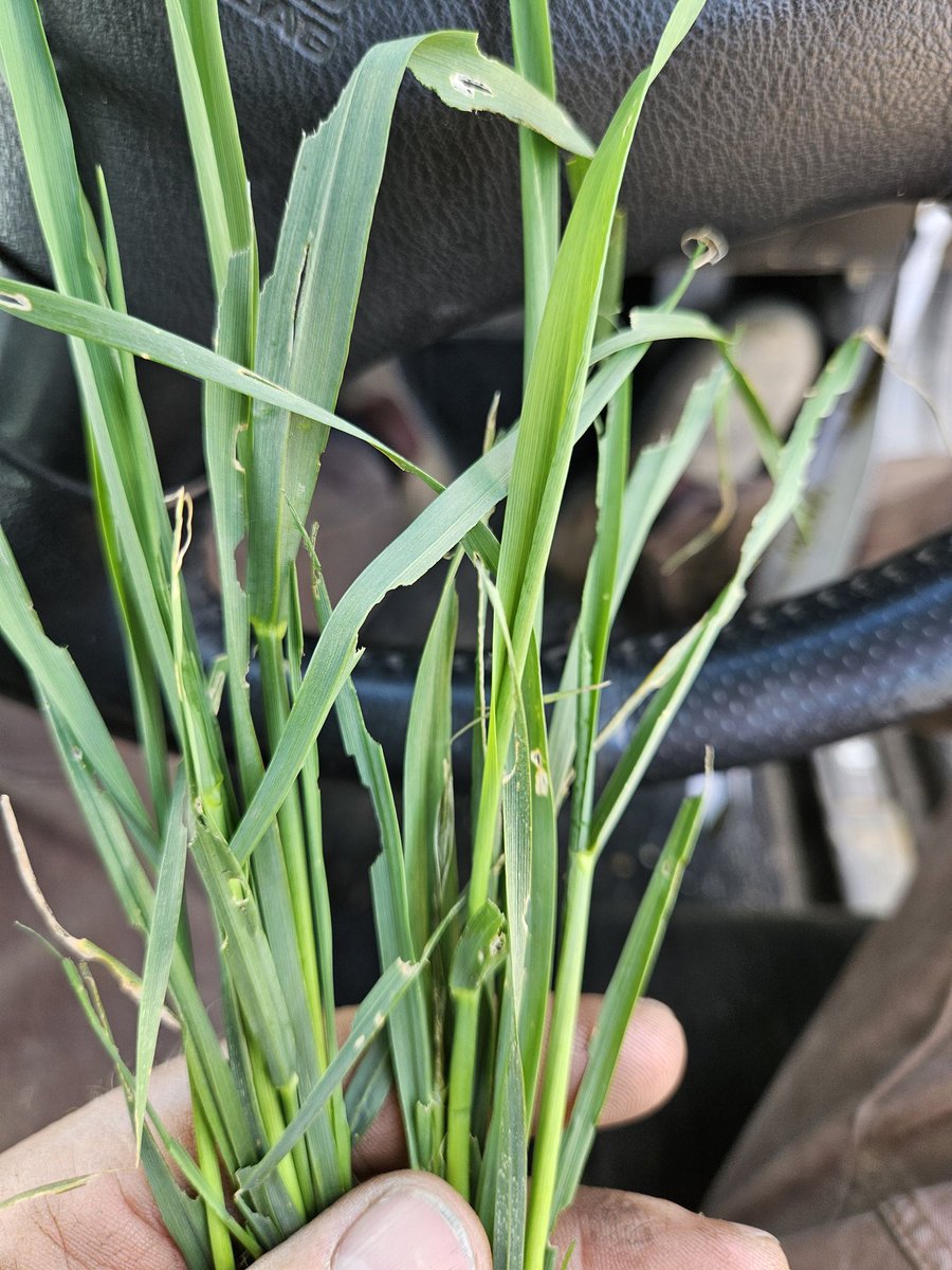 Jerrod Peters (@zeefarmer) on Twitter photo We get to start fighting grasshoppers now....๐๐๐ We get to start fighting grasshoppers now....๐๐๐