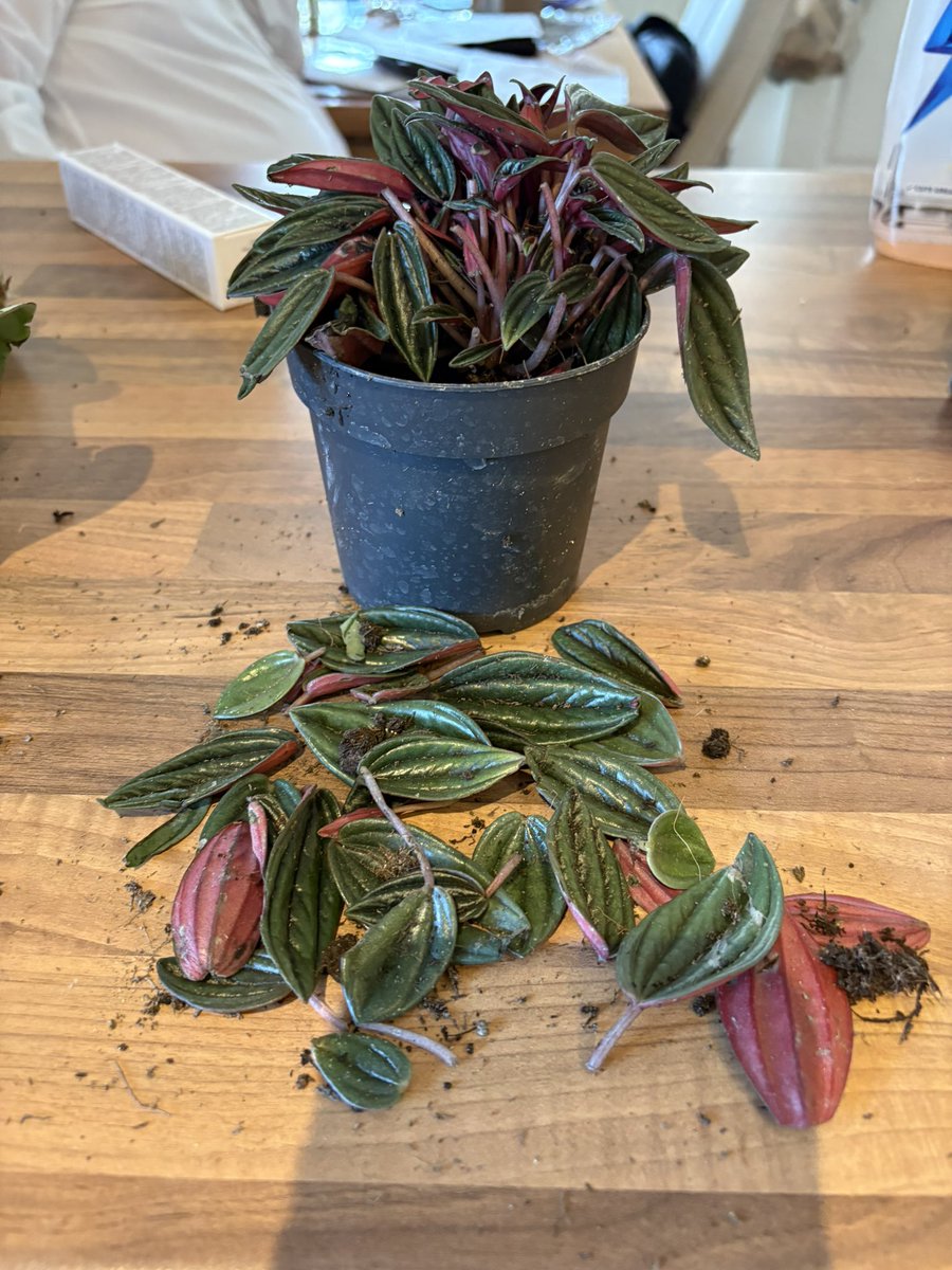 Amy McLaughlan tweet media