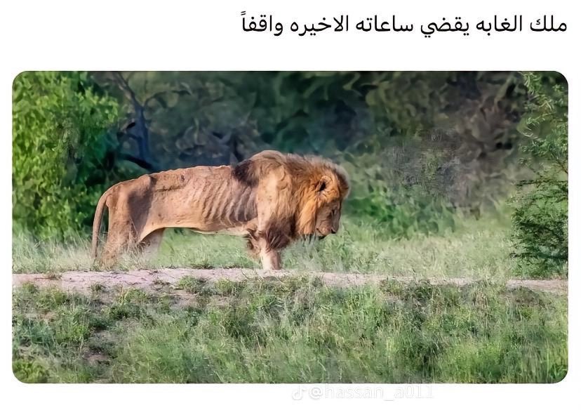 Rayan. tweet media