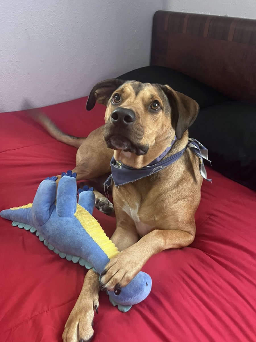 Winston got a new toy. That is all! 🦕