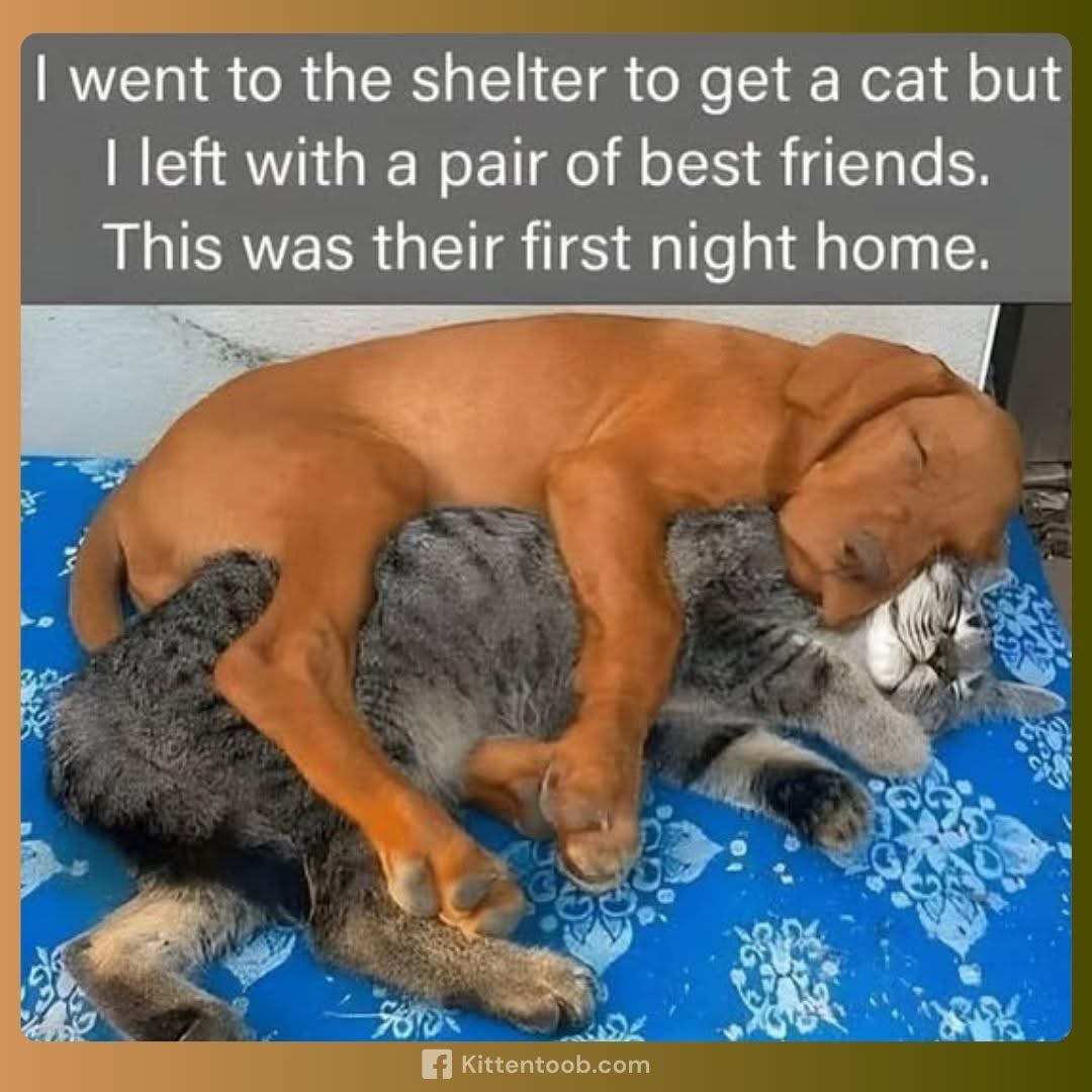 Puppieslover's tweet photo. Please don’t pass without leaving a heart ❤️ https://t.co/zp7HGnQGCe