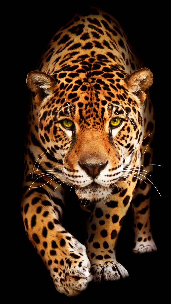 Curiosa-mente (@openmente2) on Twitter photo 