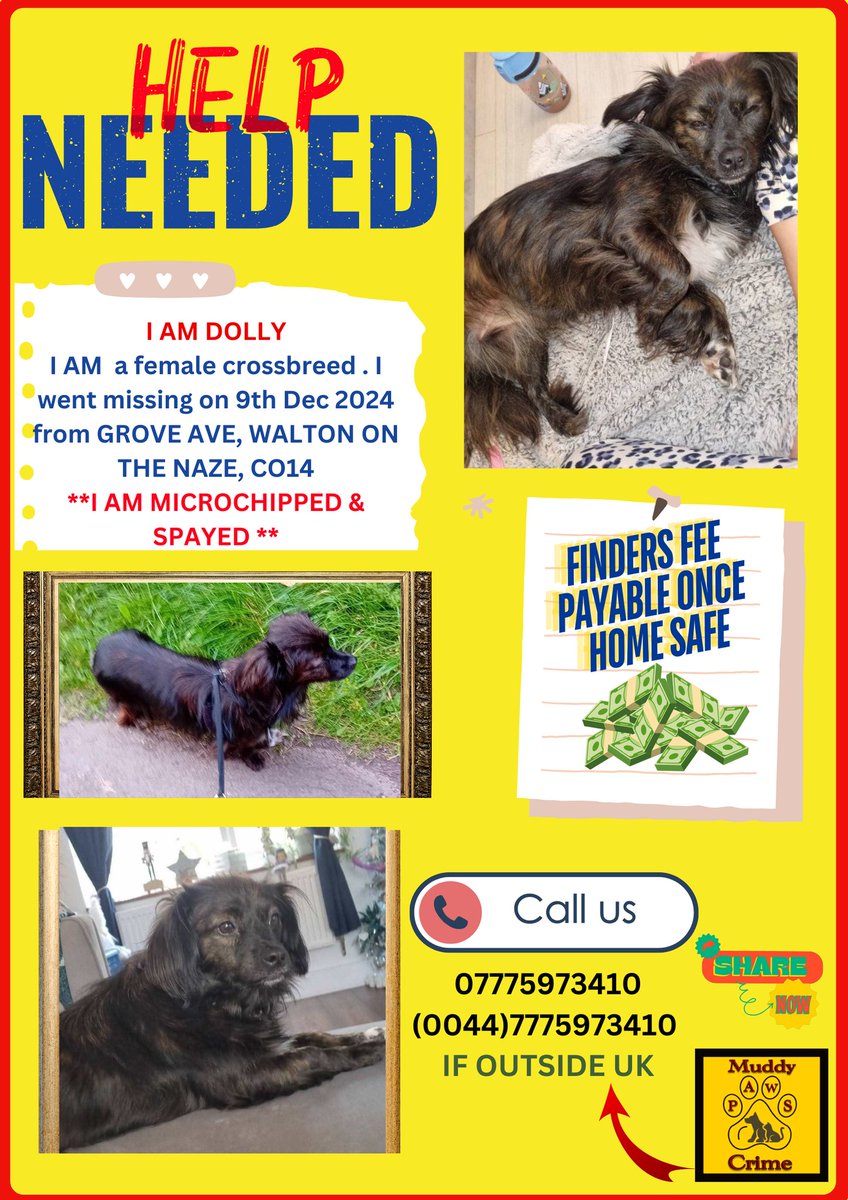 The_Animal_Team's tweet photo. 🆘 DOLLY is a female Cross breed who went #missing on 9/12/24 from #GroveAvenue #WaltonOnTheNaze #CO14 area, #Essex. She is chipped. Contact details: ⬇️⬇️ #MissingDog #DogsOfTwitter https://t.co/zRILBUBaN2