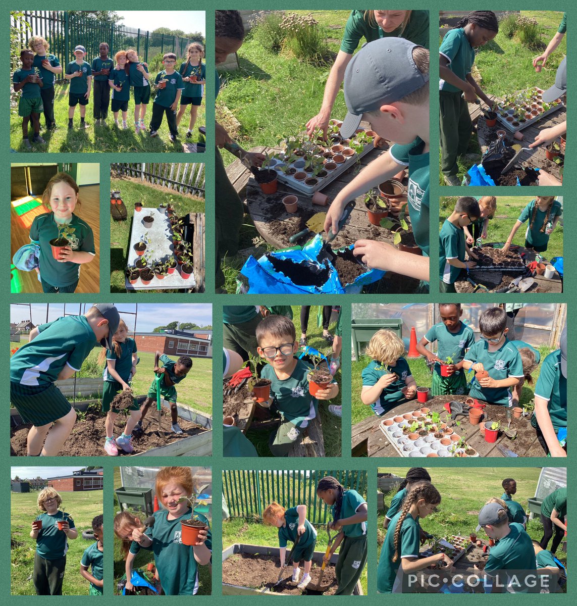 In Gardening Club today, we prepared the beds and planted tomatoes. Don’t forget to look after the tomato seedlings you also took home! 🍅🪴
