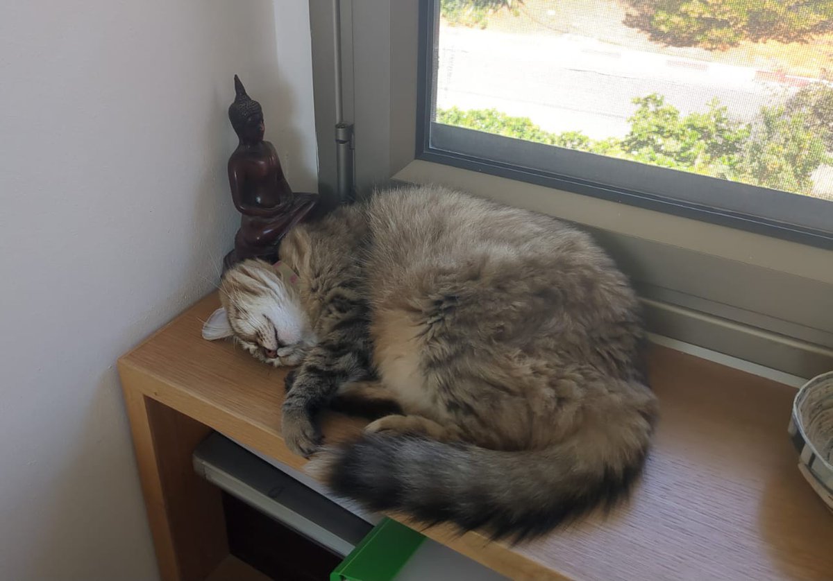 עקב נסיבות נאלצתי לסוע למשרד בירושלים ליומיים. החתולה שנשארה אי שם בשרון, אינה מראה  אפילו קרטוב של געגוע!
(חתולה על בוגדנות, 2025)
#שלומציוץ
#להחמיד_את_הפיד