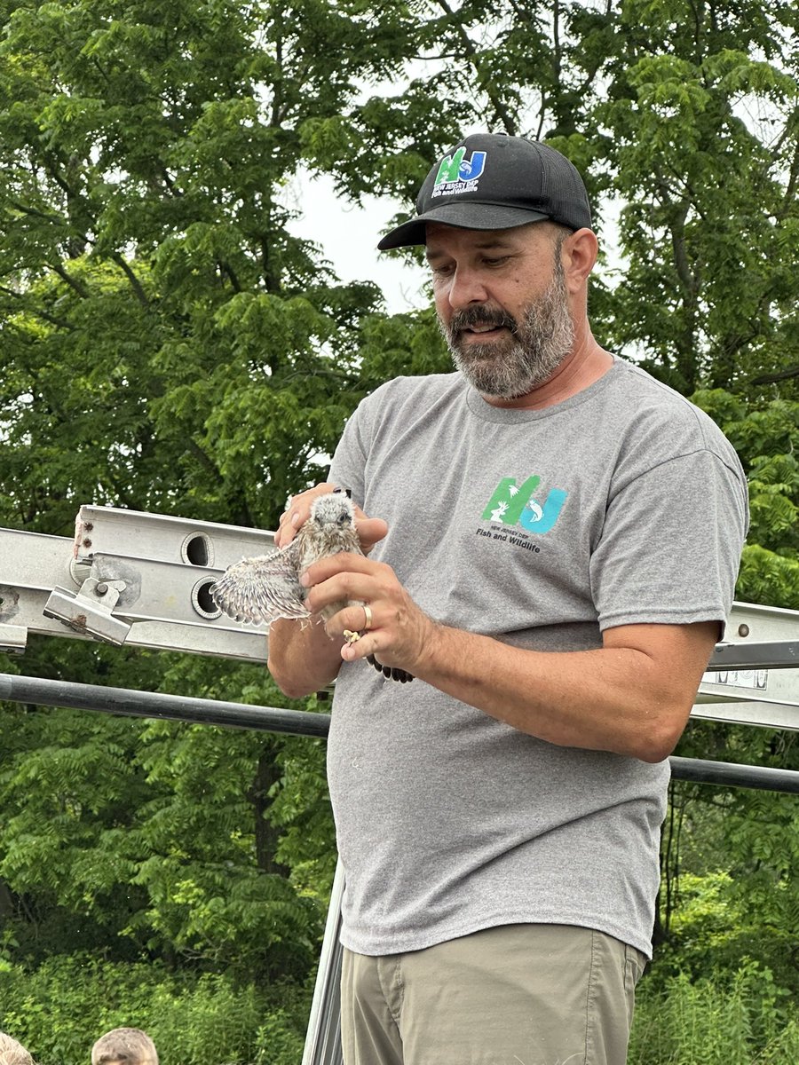 What a special treat to watch baby Kestrels in the BT fields get tagged by the NJ Division of Fish and Wildlife!  Proof that there are many beautiful things at Bear Tavern! 🪶 <a href="/JayBilly2/">Jay Billy</a> #beartavern