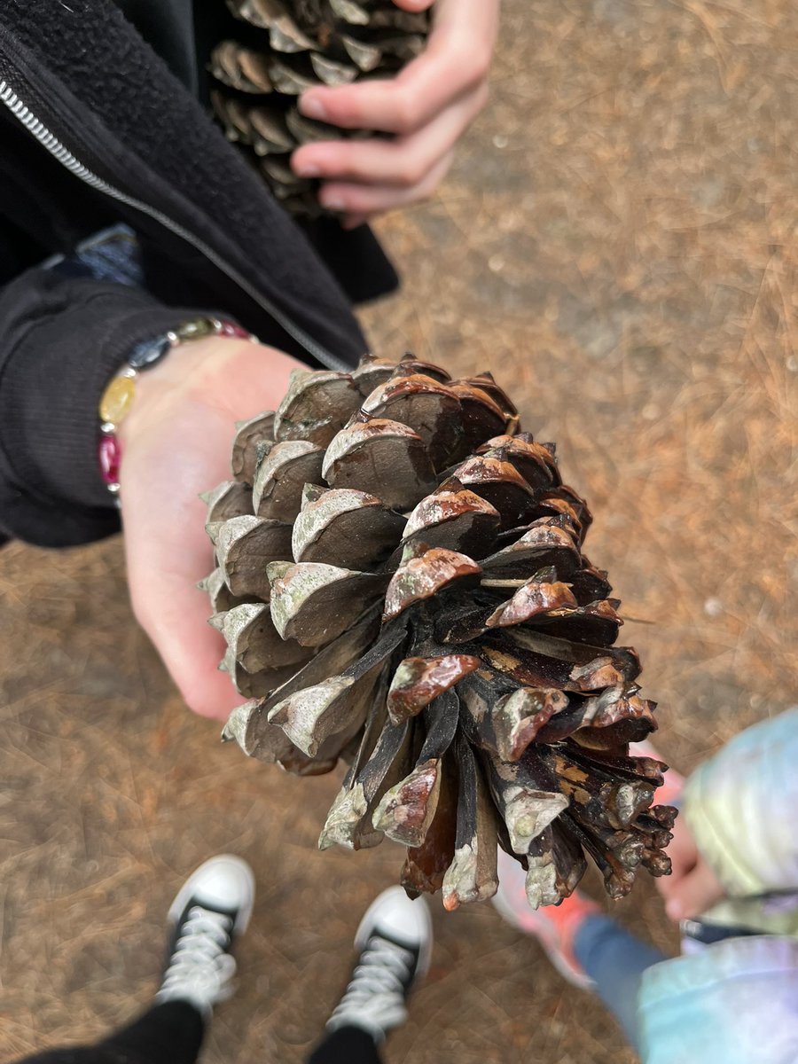 TraceyLynLouisa's tweet image. Day 17  #30DaysWild🦴🌳
Visited Monkton Nature Reserve — fossils, taxidermy, and a woodland trail full of discovery. #NatureReserve #LearningThroughNature