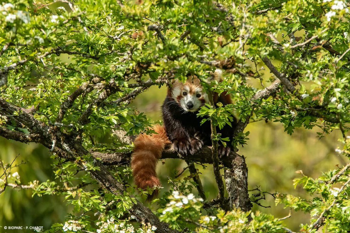 RedPandaNetwork's tweet photo. Conserving red pandas and their habitat is a team effort 🤝 that's why our partners, like Bioparc - Zoo de Doué la Fontaine, are so important to us. ❤

Their support not only helps us plant more trees in red panda habitat 🌳 and monitor red panda populations 🐾, but also support the sustainable livelihoods of local communities, building a sustainable future for pandas, people, and the planet 🌍

Thank you, Bioparc - Zoo de Doué la Fontaine!

📸: Zoo de Doué la Fontaine

#redpanda #redpandaconservation #savetheredpandas #redpandas #saveredpandas #redpandanetwork #zoodedouelafontaine #bioparcdedouelafontaine #conservationpartner #grateful #cuteanimal #animalconservation #endangeredspecies