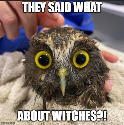 MagicNotWitches's tweet image. Had a wonderful time recording the next episodes of the @witches7hunt Podcast today, with @witchesetc and @folklorepod! And bonus discovery of Owls in Towels which isn&apos;t relevant but IS great

Episode 2 out on Monday! thefolklorepodcast.com/seven-county-w…