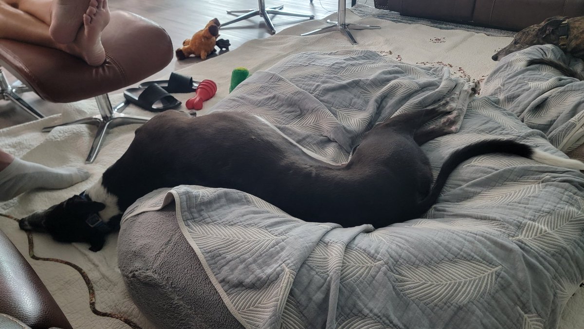 SleepZoomSleep's tweet photo. It's a No Bones kind of day 😄 https://t.co/Bdr9Qgn2Dc