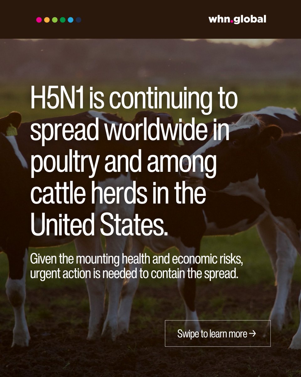 TheWHN's tweet image. H5N1 is spreading in U.S. cattle herds and we may be closer to human transmission than anyone’s saying. Testing is limited. Surveillance is weak. And a single mutation could make this virus more dangerous to humans.
WHN’s latest update breaks down what’s happening and what still…