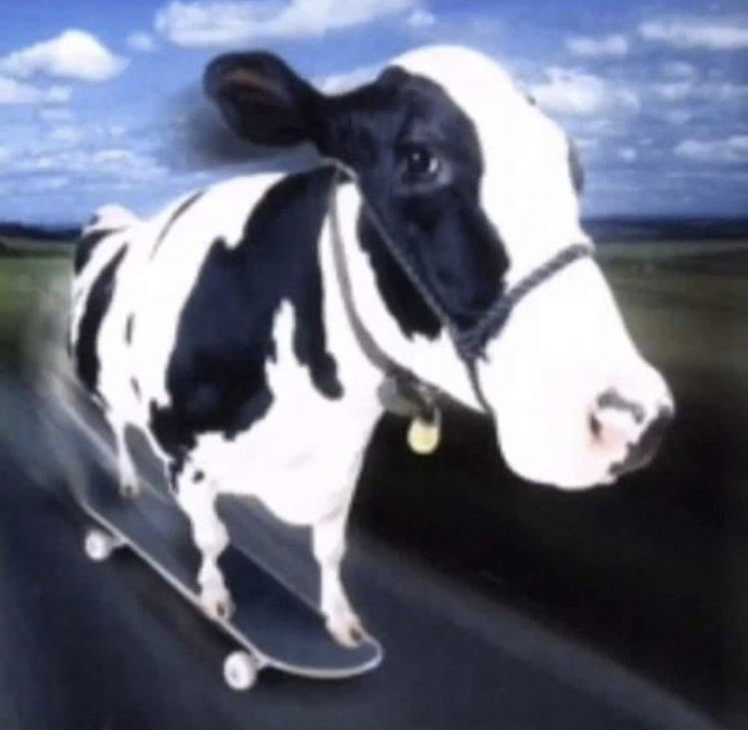 very random but I just wanna post this cow on a skateboard at 4:38am
