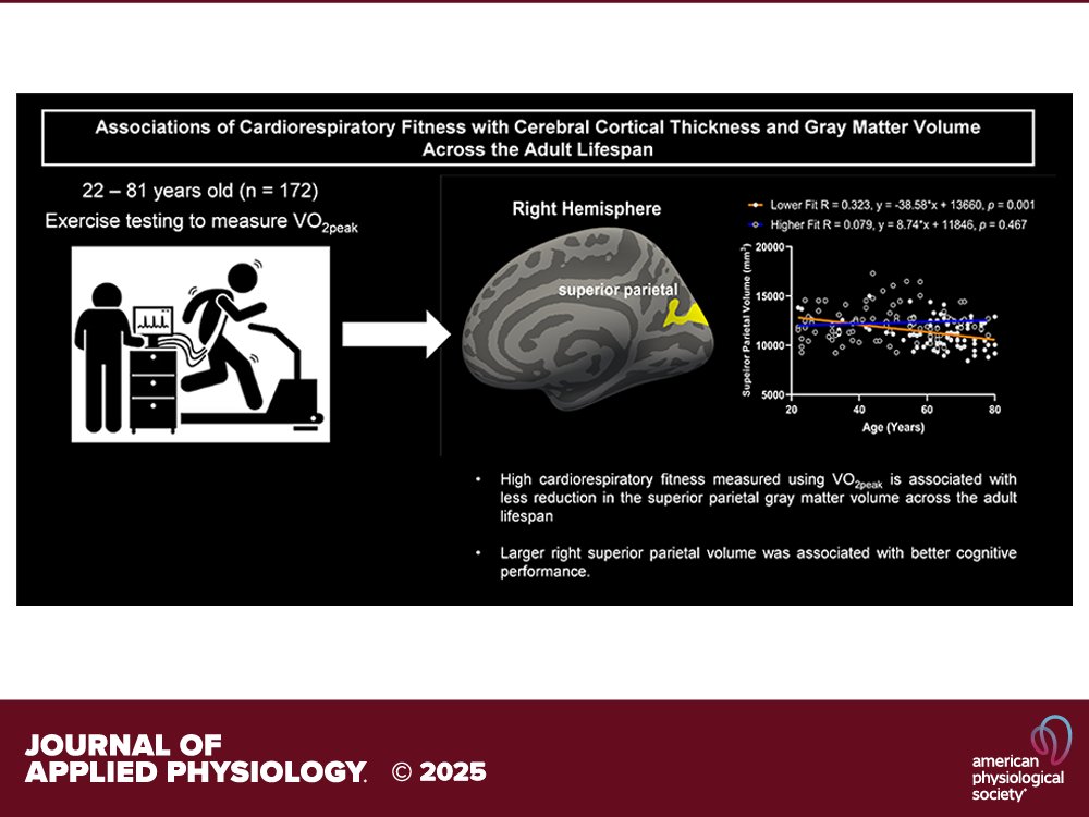 UTSWNeurology's tweet image. Professor Rong Zhang, Ph.D., and his collaborators published &quot;Associations of cardiorespiratory fitness with cerebral cortical thickness and gray matter volume across the adult lifespan&quot; in the Journal of Applied Physiology. bit.ly/4e6v7om
 @UTSWBrain @UTSWInternalMed