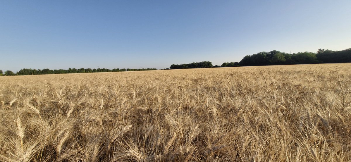 Bonsoir X 
Je vous souhaite une belle soirée !!
Je ne me lasserai jamais de ces couleurs !😍😍
Alors je vous en fais profiter !☺️
#moisson #Agriculture #nature #NaturePhotography #NatureBeauty #photograghy #WednesdayMotivation