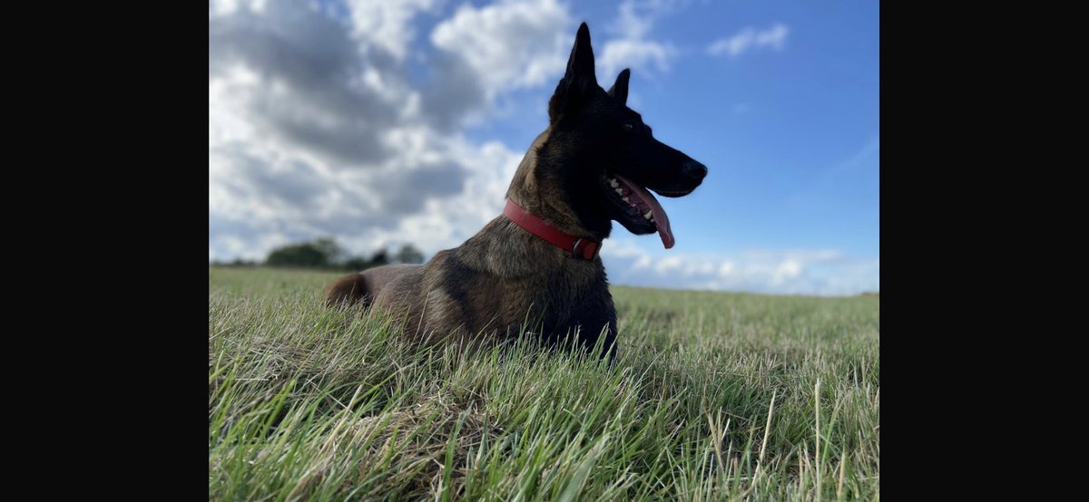 The lovely Amanda is walking the 82 mile Essex Way for @erpdf 
This cause is so important. Every penny helps provide care for retired police dogs who have given so much. Please consider donating or sharing. Let's make a difference together. gofund.me/4ef78b32