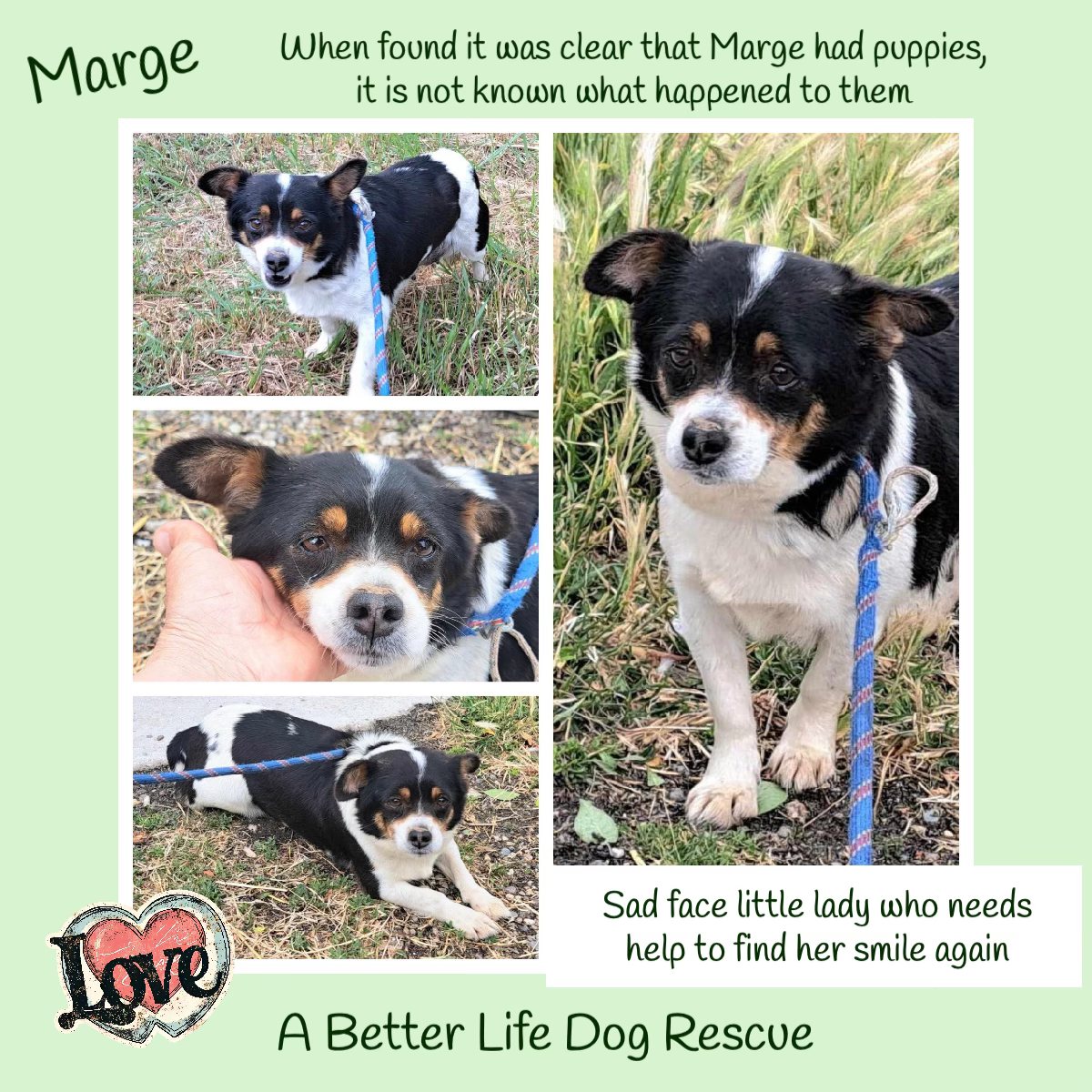 Born in 2022, MARGE was found alongside a busy road by a passer by who rang the ABLDR Shelter. It looks like she could have had puppies at some point but there was no sign of them anywhere around. Marge is a very sweet, pleasant natured girl who is very ready to find a new home &amp;