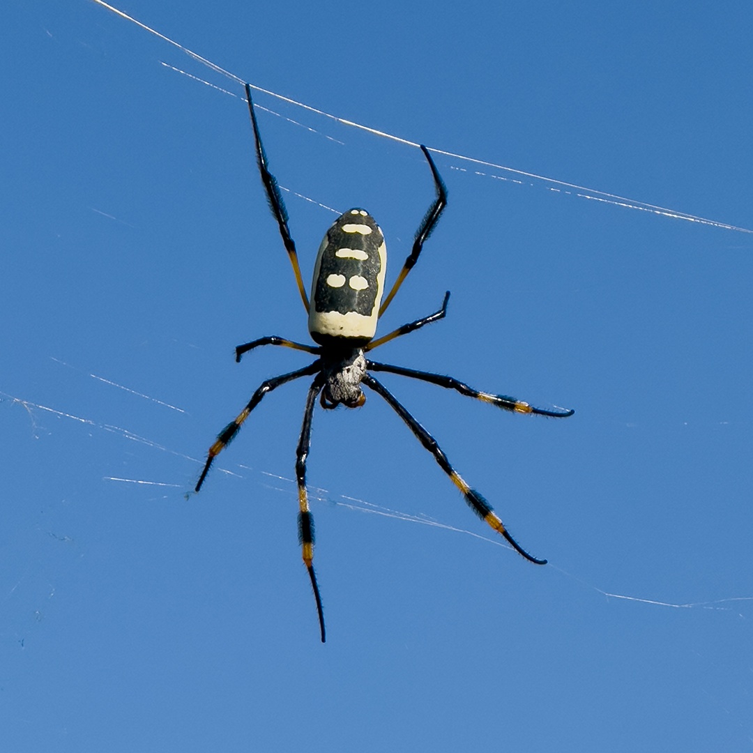 NateyesPhoto's tweet image. WOW!! Check out this spider!! It's a Golden Orb Weaver

#spider #goldenorbweaver #nature #africa #sabisand #naturephotographer #wanderlust #traveltheworld