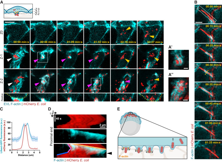 LabWaggoner's tweet photo. Epithelial cells provide immunocompetence to the early embryo for bacterial clearance @cellhostmicrobe 
https://t.co/80Xz6qn8QX @EstebanHoijman https://t.co/s5zc9NKahZ