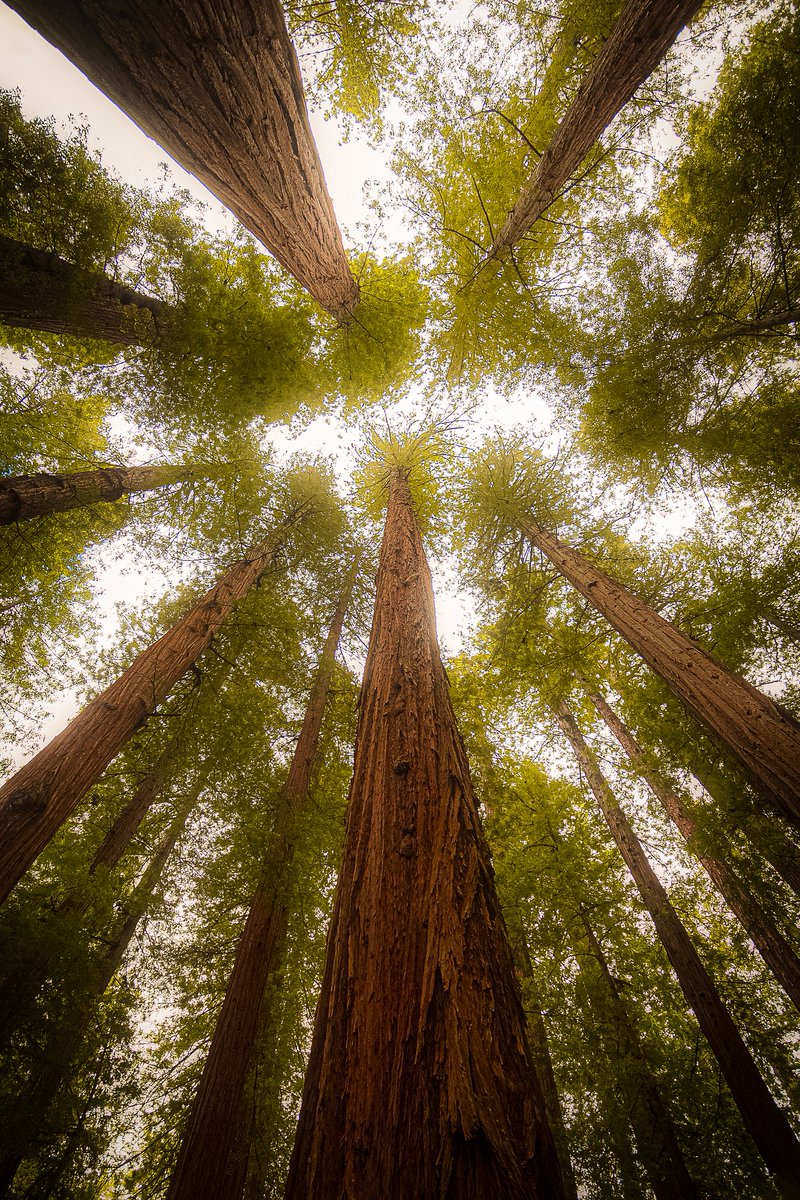 Only 1.5 hours to go for "Looking Up"!

A looping video/image 1/1 for the price of an edition.

Go ahead.  The longer you stare at it, the smaller you'll feel.

Current bid:  0.0169 ETH.  👀