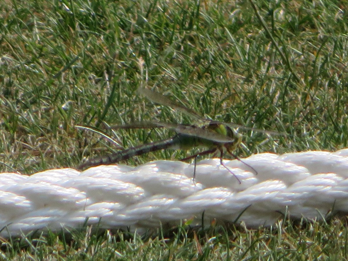 AlasdairGordon1's tweet photo. .@wildlifebcn @CPRE @wildlife_id @UKDragonflies @BDSdragonflies @Britnatureguide Prettysure this is female emperor that landed on the boundary rope at @dunstabletowncc on Sunday. #Dragonfly #damselfly #insect #minibeast https://t.co/iseIYagQa2