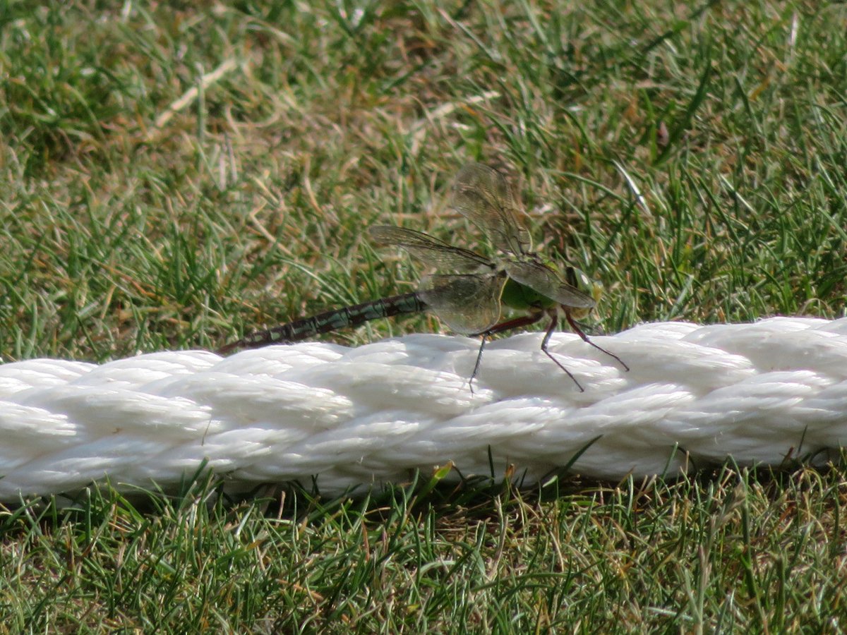 AlasdairGordon1's tweet photo. .@wildlifebcn @CPRE @wildlife_id @UKDragonflies @BDSdragonflies @Britnatureguide Prettysure this is female emperor that landed on the boundary rope at @dunstabletowncc on Sunday. #Dragonfly #damselfly #insect #minibeast https://t.co/iseIYagQa2