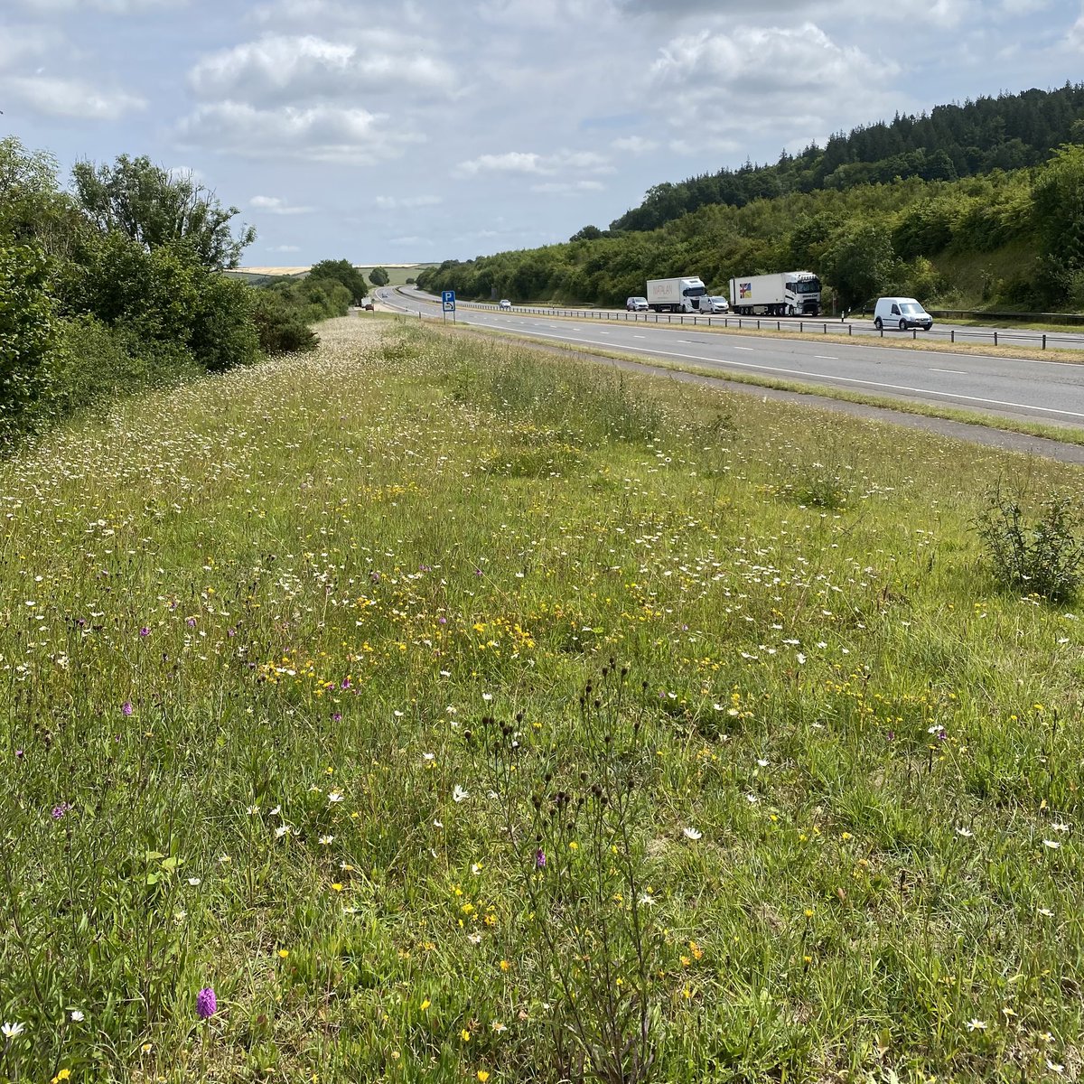 Steve Parsons ๐ (@stevepa46290725) on Twitter photo Why canโt all verges be like this? The amazing selection of wild flowers found near this lay-by on the A35 halfway between Dorchester and Poole. There were also four species of butterfly and multiple other insects. #wildflowers #insects #verges <a href="/wildflower_hour/">wildflowerhour</a> <a href="/DorsetWildlife/">Dorset Wildlife Trust</a> Why canโt all verges be like this? The amazing selection of wild flowers found near this lay-by on the A35 halfway between Dorchester and Poole. There were also four species of butterfly and multiple other insects. #wildflowers #insects #verges <a href="/wildflower_hour/">wildflowerhour</a> <a href="/DorsetWildlife/">Dorset Wildlife Trust</a>