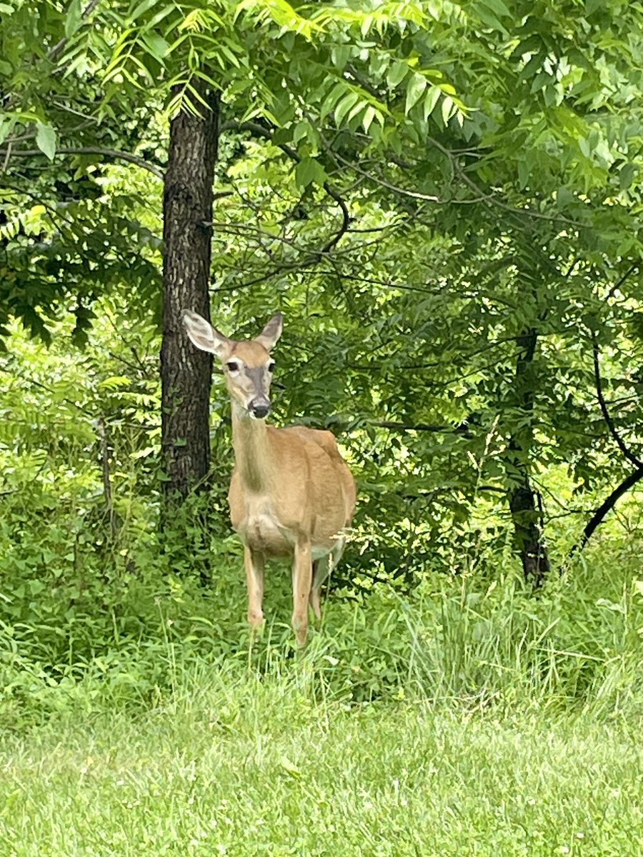 deer by the river