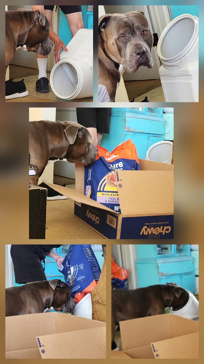 BigHeartBaloo (@baloowiththebr1) on Twitter photo Pals this in unbelievable and unacceptable!!! Me rans out of food. But thankfully @chewy delivered my new <a href="/CanidaePetFood/">Canidae Pet Food 🧡</a> kibble and of course me hads to inspect it insides thw food container 🤣💙 Pals this in unbelievable and unacceptable!!! Me rans out of food. But thankfully @chewy delivered my new <a href="/CanidaePetFood/">Canidae Pet Food 🧡</a> kibble and of course me hads to inspect it insides thw food container 🤣💙