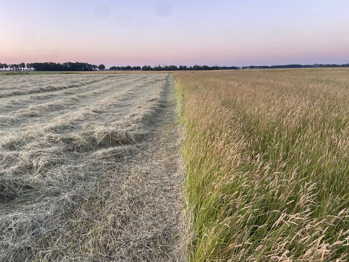 boerinhendrika's tweet image. AND wil meer mozaïekbeheer in het weidevogelgebied, daarom heeft het linker deel uitgestelde maaidatum 1 juni. Deze week gemaaid want nu is het pas mooi hooiweer. Het rechter deel met #plasdras heeft uitgestelde maaidatum 1 juli. #weidevogelbeheer #weidevogels #gangbare_landbouw