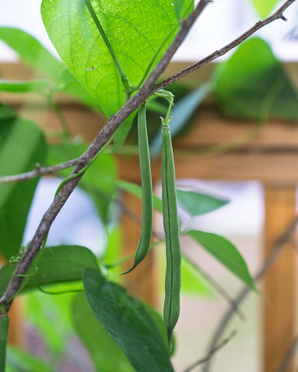 loftnleaf's tweet photo. A long awaited dream—finally growing my own veggies 🌱
Eagerly waiting to harvest the first batch of farsi ko munta!
#Eggplant #GreenBeans #Cucumber #Tomato  #BackyardGarden #HomegrownWithLove #LoftnLeaf https://t.co/KVPNifxB11