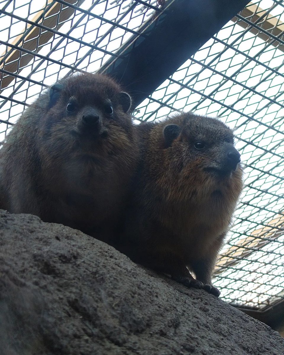 Hyrax Every Hour (@hyraxeveryhour) on Twitter photo 