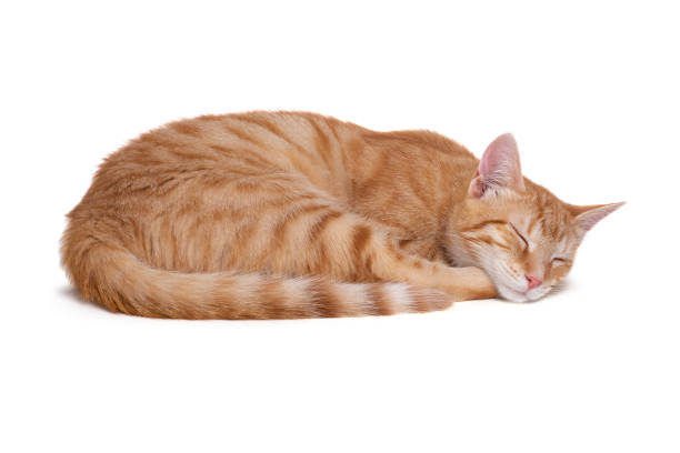 No proto posts today, I'm to eepy...

zzzzzZZZZZZ
