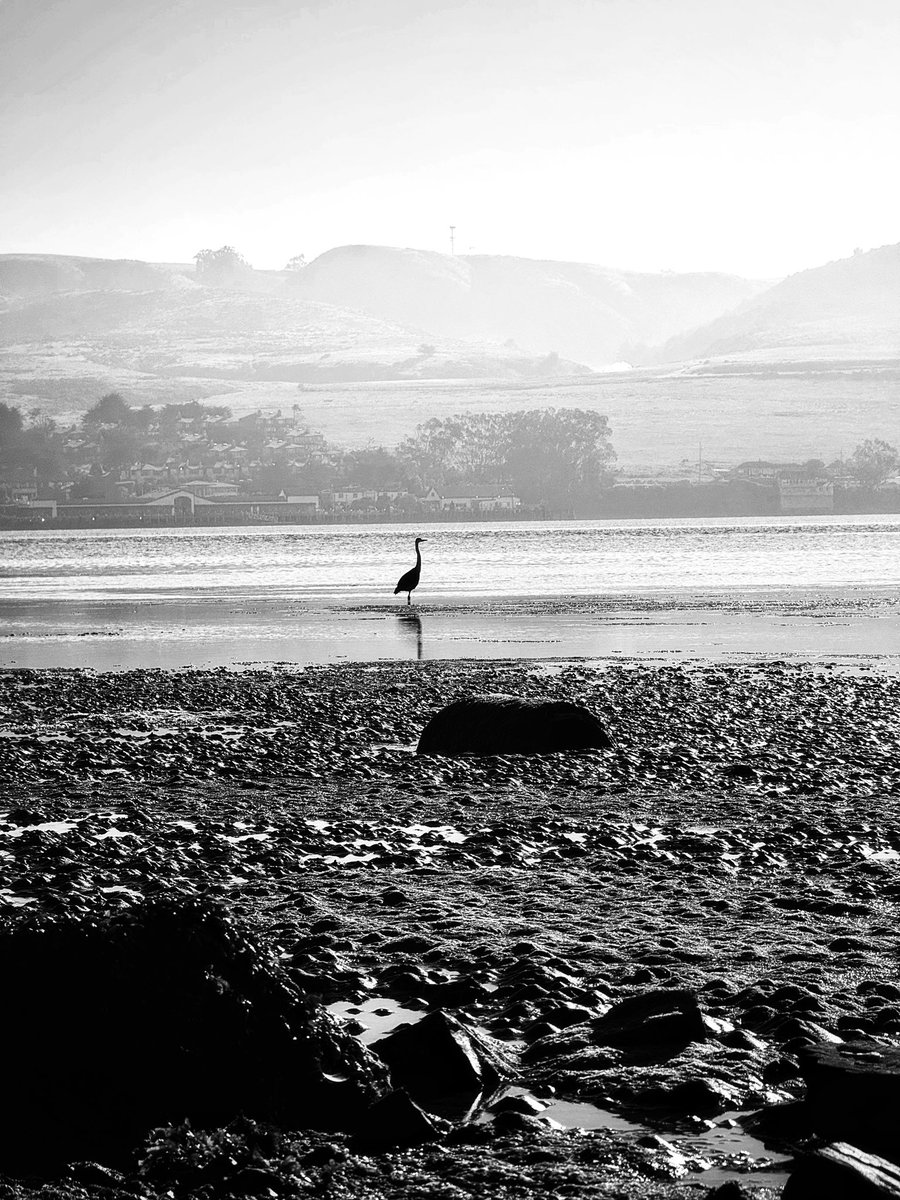 schiekapedia's tweet image. Morning Crane, from #BodegaBay, California around 7:30 this morning. Really nice to be home in Cali, if only for a few days. #travel #travelphotography #nature #NaturePhotography #blackandwhite #blackandwhitephotography