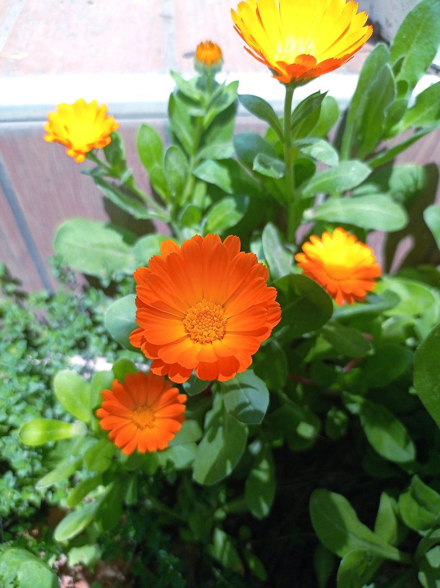 mTlsulTan's tweet photo. Marigold (Calendula officinalis L.)🧡 https://t.co/NT7FShIwog