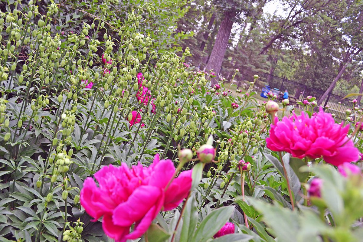 TransplantMB's tweet photo. The Garden of Life is already looking stunning! Thanks to our amazing volunteers &amp; the @assiniboinezoo crew, annuals were planted amongst the perennials to create a beautiful, vibrant space in honour of those who gave the gift of life. https://t.co/G5bYMlfdKO