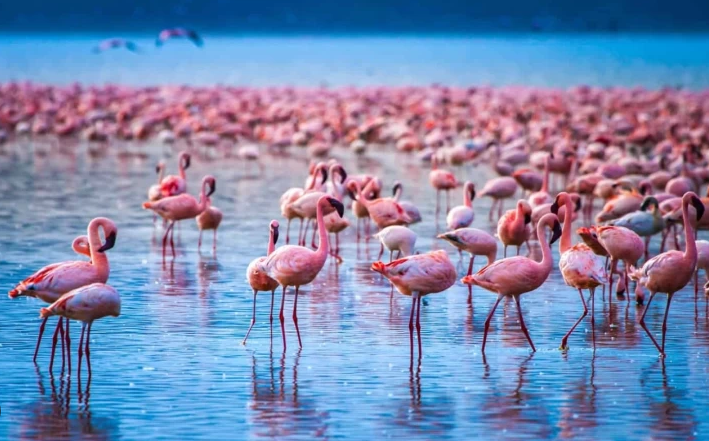 Tuz Gölü’nde 2.000 yavru flamingo, DKMP’nin görev ihmaliyle susuzluktan öldü! 
Üstelik bu ölümler ne ilk, ne de "kaçınılmaz" bir doğa olayıydı. Bu bir kaza değil, bu bir "doğa kıyımıdır!" Ve bu kıyımın baş sorumlusu da, görevi doğayı korumak olan Doğa Koruma ve Milli Parklar