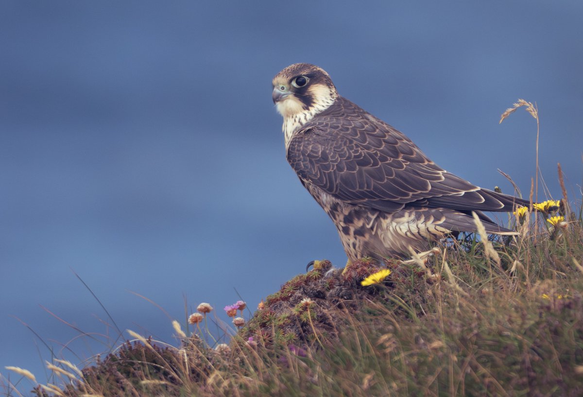 david_gange's tweet image. Off the water &amp;amp; onto the cliffs. Five peregrines tearing through the sky &amp;amp; scrapping in the seaspray. Juveniles landing beside us to catch their breath. Morgan watching the dramas overhead.