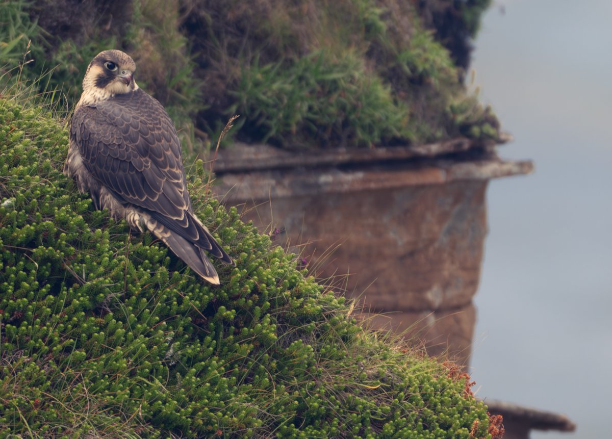 david_gange's tweet image. Off the water &amp;amp; onto the cliffs. Five peregrines tearing through the sky &amp;amp; scrapping in the seaspray. Juveniles landing beside us to catch their breath. Morgan watching the dramas overhead.