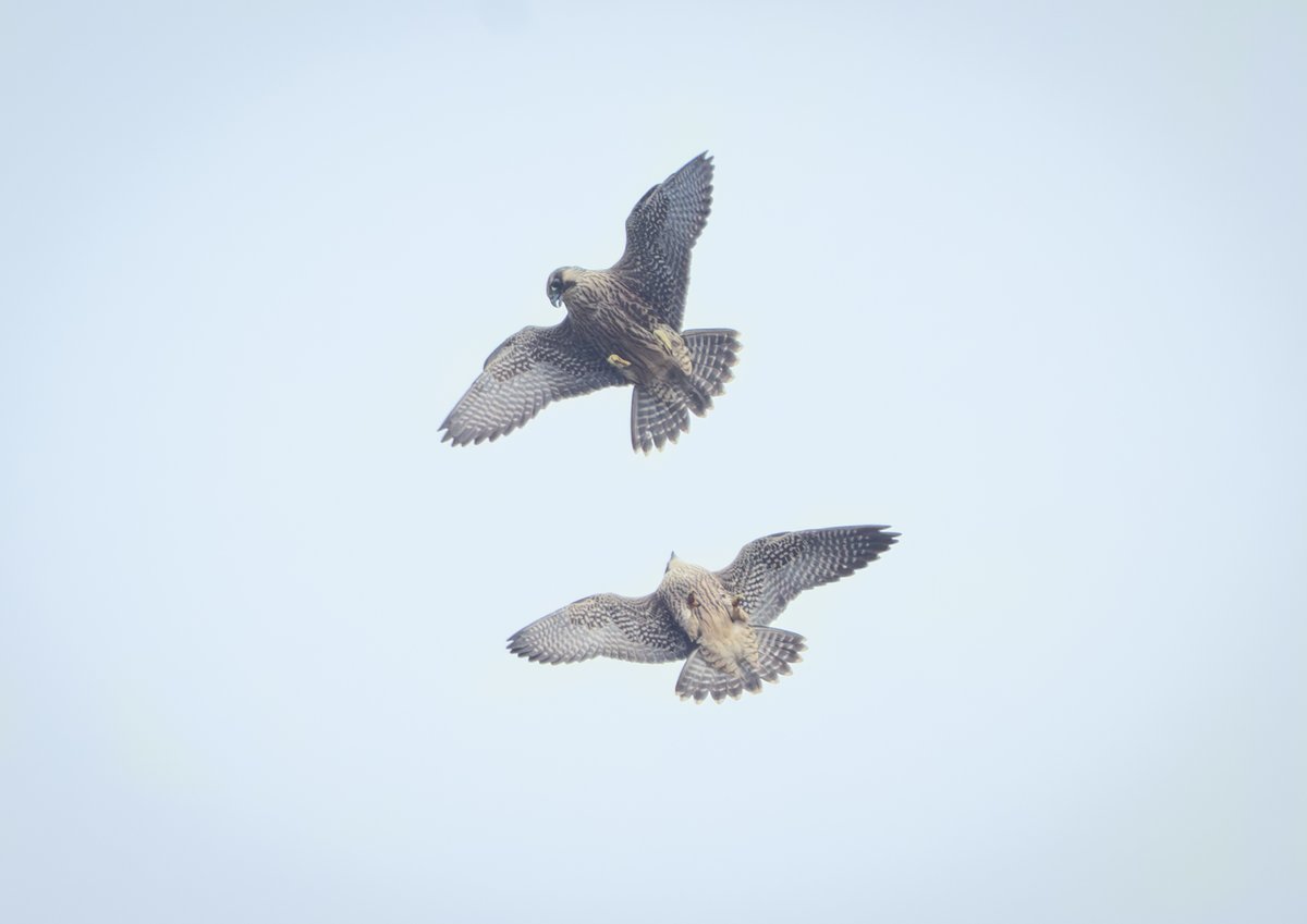 david_gange's tweet image. Off the water &amp;amp; onto the cliffs. Five peregrines tearing through the sky &amp;amp; scrapping in the seaspray. Juveniles landing beside us to catch their breath. Morgan watching the dramas overhead.