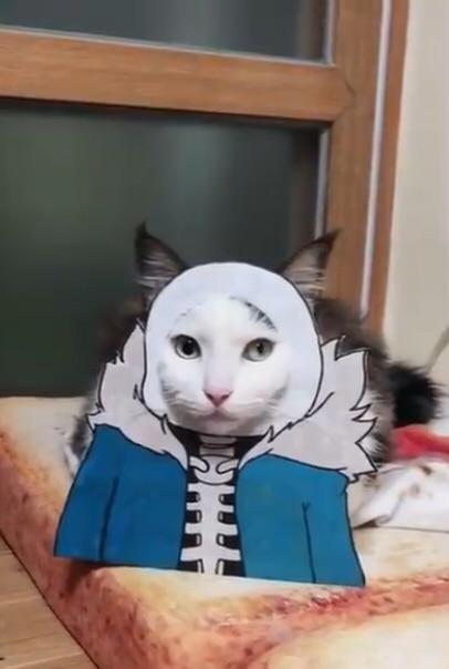 TheDailyCatGuy's tweet image. 