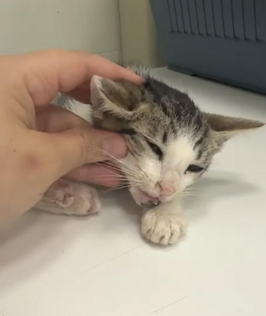 ✅ ACTUALIZACIÓN GATITA ENCONTRADA EL PASADO SÁBADO TRAS SER ATROPELLADA. ◀️
TIENE LA PATITA MUY HINCHADA.
SEGURAMENTE HAYA QUE AMPUTAR.
SE TRATA DE UNA HEMBRA DE UNOS DOS MESES.
NECESITAMOS #ACOGIDA PARA ELLA PARA EL POSOPERATORIO.
ES MUY BEBÉ Y NECESITARÁ DE ATENCIÓN, AMOR Y...