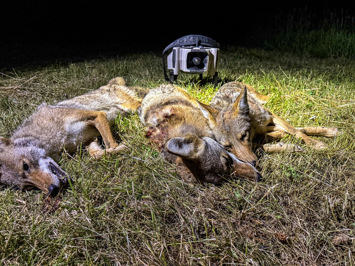 “Triple down on the first stand with new X360. I love the call- the bass in the howls and growls is awesome!” ~ Mark Toms #foxpro #coyotehunting #coyotecalling #weliveforthis