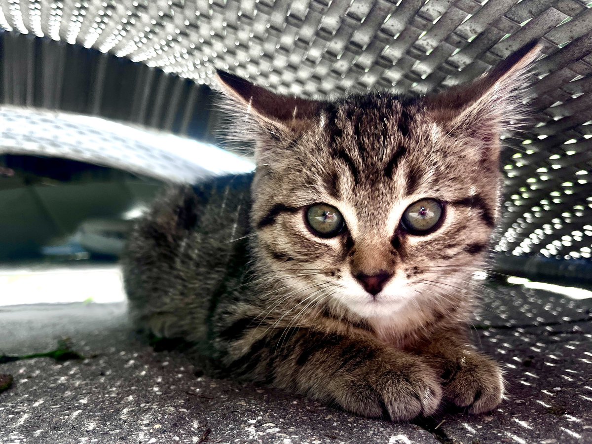 Jonathan Janz tweet media