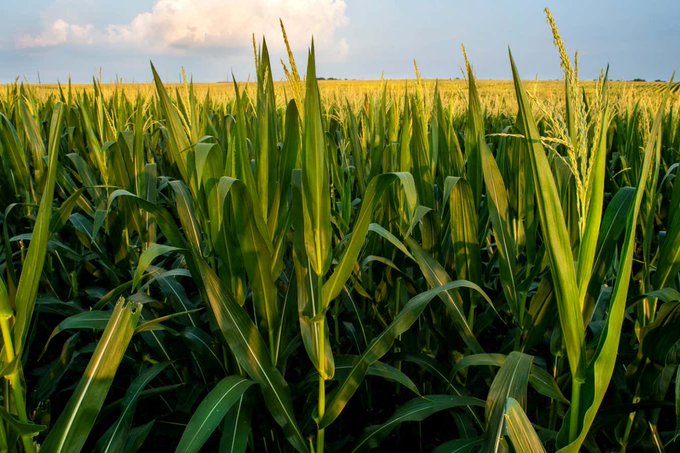 World’s farmers won’t be able to keep up with climate change

Even if agricultural practices adapt in response to higher temperatures, five of the world’s six main staple crops will suffer severe losses due to climate change

newscientist.com/article/248471…

docs.google.com/document/d/1IG…