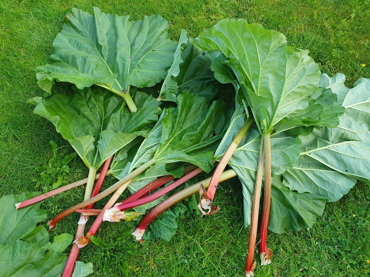 今年もルバーブをいただきました。

茎は切らず、根元から抜いてほしいと言われて、失敗しつつも引き抜いてきました。