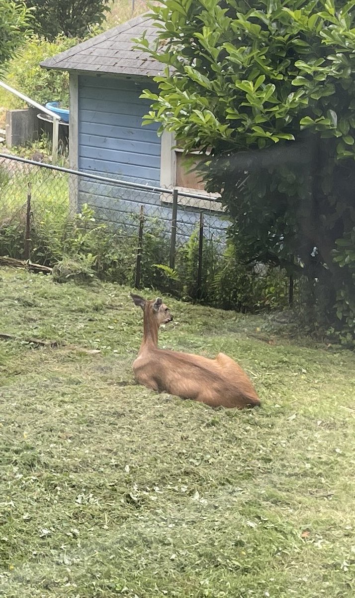 I think this deer relaxing in our backyard might be pregnant?